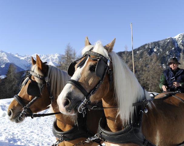 Gite in carrozza Avelengo maneggio Sulfner Alto Adige