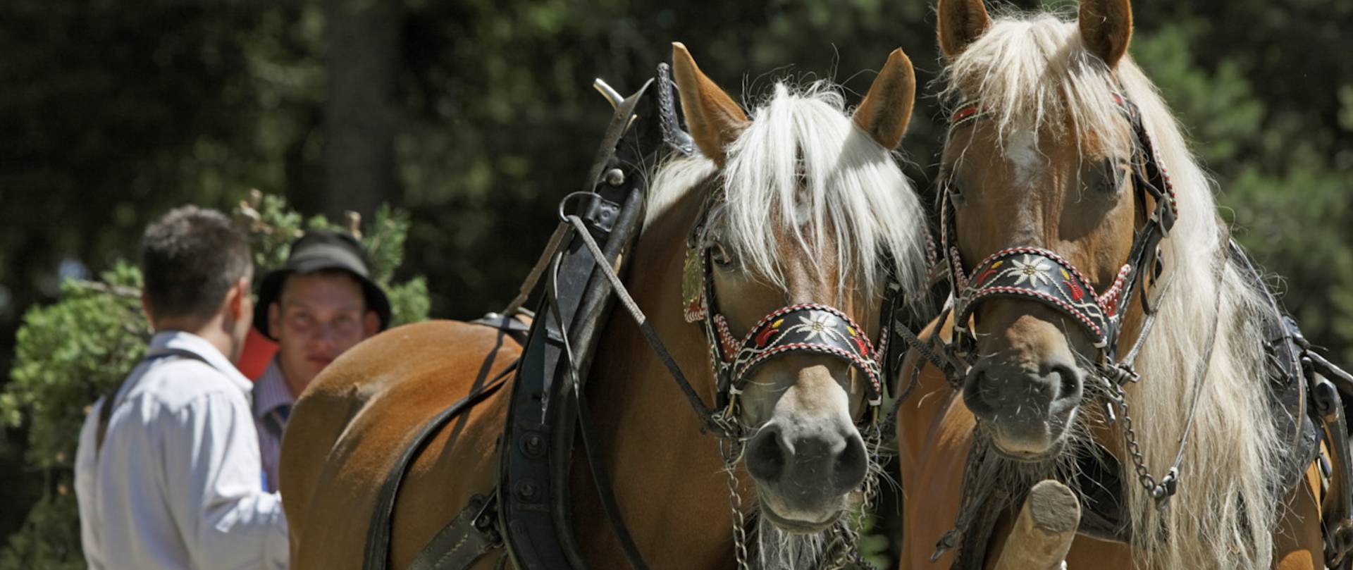 Sulfners Kutschenfahrten Unterwegs mit der Kutsche in Südtirol | Sulfners gite in carozza in viaggio con la carrozza Alto Adige | Sulfner's carriage trips on the way with the carriage in South Tyrol