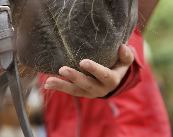 Carriage ride South Tyrol mountain discover riding stable Sulfner