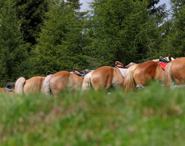 Reiturlaub Meraner Land Reitstall Sulfner Hafling