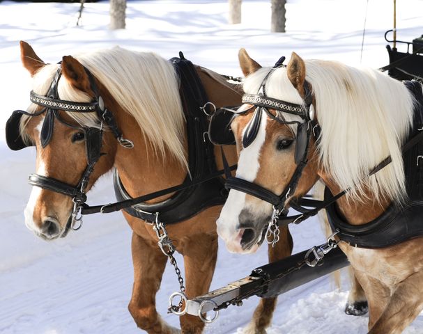 Carriage rides winter Hafling riding stable Sulfner South Tyrol