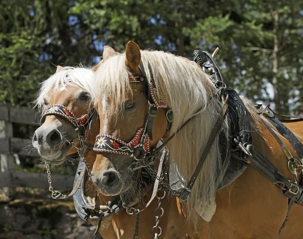 Riding stable Sulfner 4 star Hotel Hafling on the road with the carriage