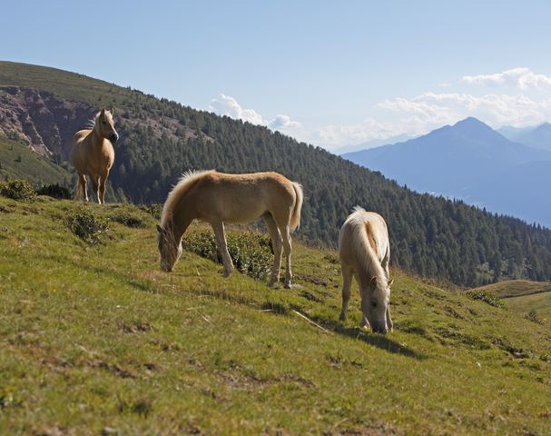 Horse riding excursion mountain world South Tyrol Sulfner Riding Stable Hafling