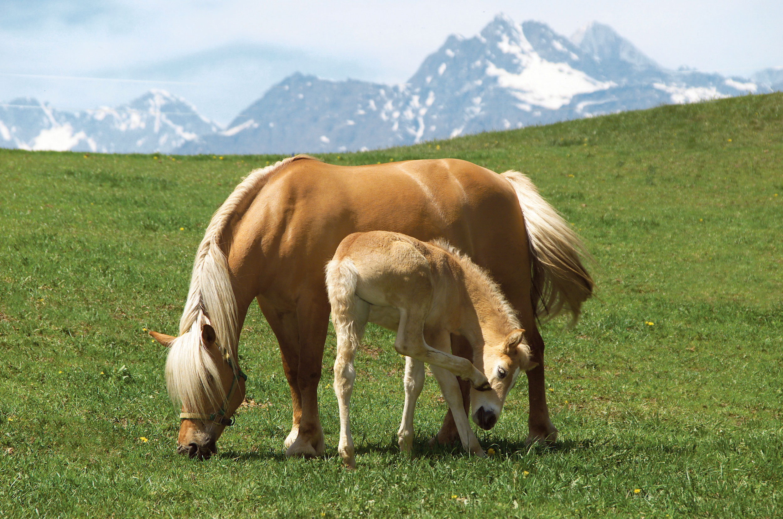 Südtirol Haflinger Pferd Reitstall Sulfner | Alto Adige Haflinger Equitazione Maneggio Sulfner | South Tyrol Haflinger Horse Riding Stable Sulfner