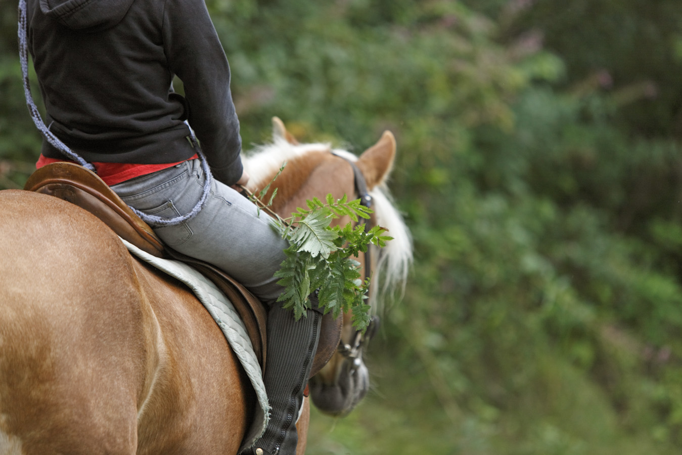 Reitstall Sulfner im 4 Sterne Hotel Reitausflüge Zusammen ausreiten | Maneggio Sulfner presso l'hotel a 4 stelle Escursioni a cavallo Uscire a cavallo insieme | Sulfner Riding Stables at the 4-star hotel Riding excursions Riding out together