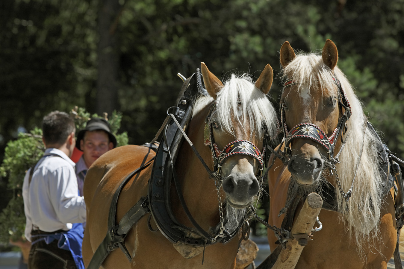 Sulfners Kutschenfahrten Unterwegs mit der Kutsche in Südtirol | Sulfners gite in carozza in viaggio con la carrozza Alto Adige | Sulfner's carriage trips on the way with the carriage in South Tyrol