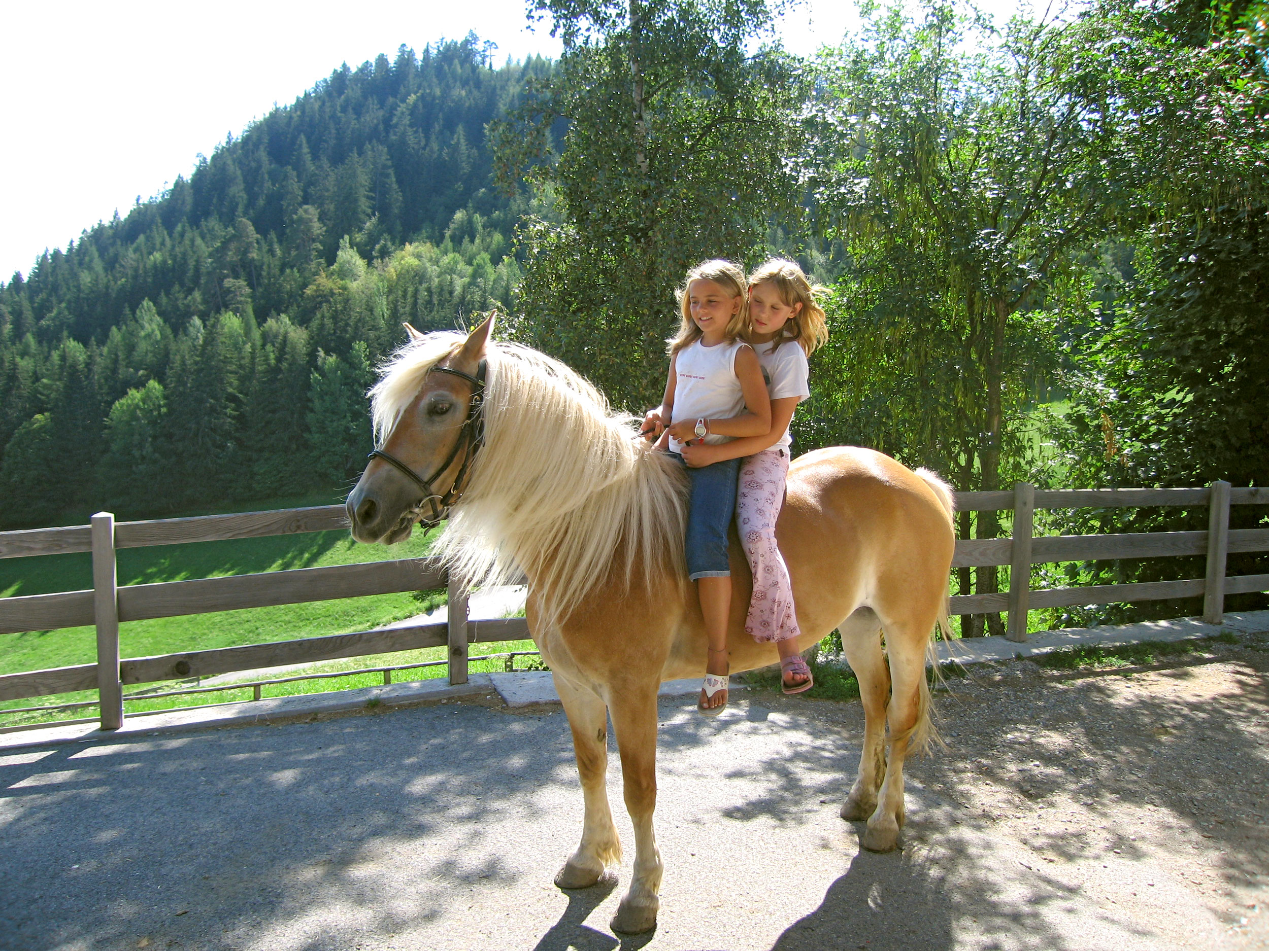 Hafling Reitstall Sulfner Kinder auf dem Rücken der Pferde | Maneggio Avelengo Sulfner Bambini a cavallo | Hafling Sulfner Riding Stable Children on horseback